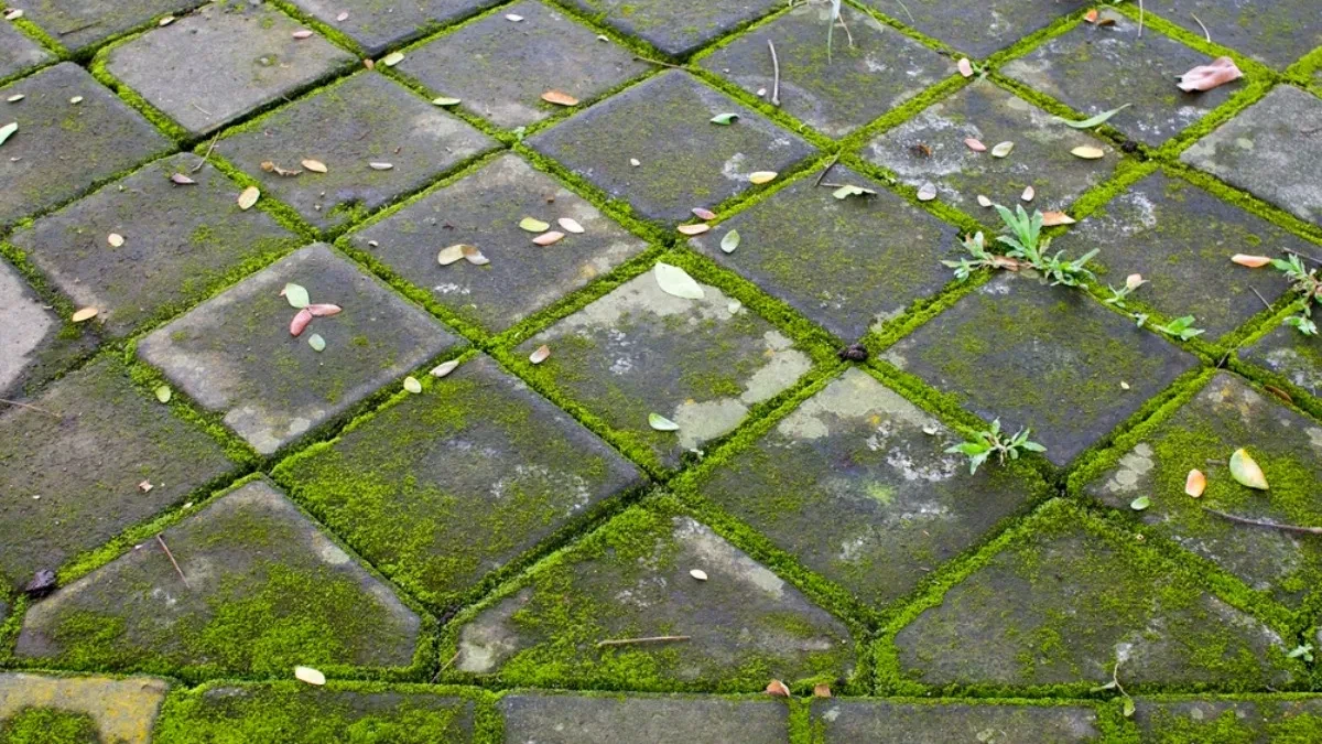 Mahovina kao znak za uzbunu: Rešite je se što pre, ukazuje na ove probleme