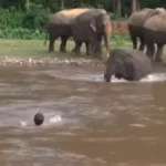 Mali slon krenuo da spašava plivača iz reke misleći da se davi: Ovako nešto još niste videli - video je hit