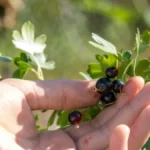 Malo ko je gaji, a kupci je traže - ova voćka donosi odličnu zaradu, a gotovo da ne traži prskanje