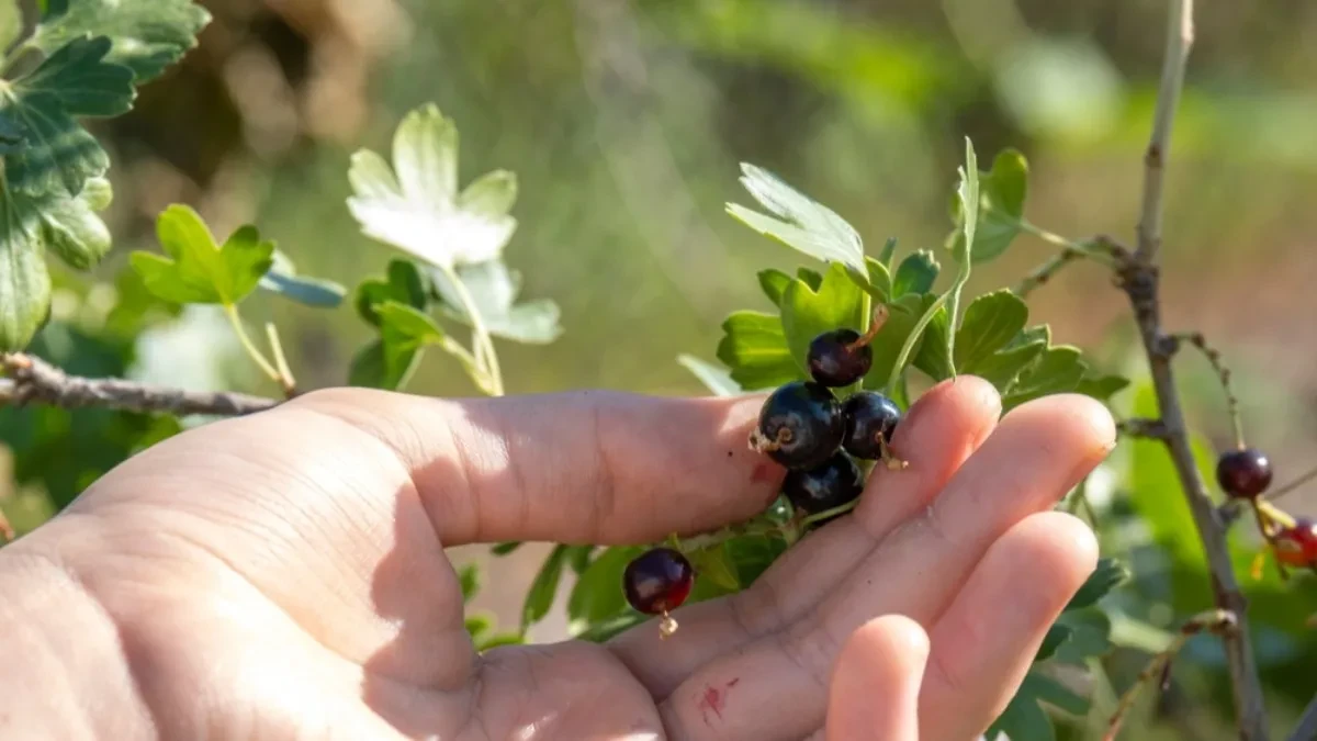 Malo ko je gaji, a kupci je traže - ova voćka donosi odličnu zaradu, a gotovo da ne traži prskanje