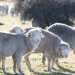 Masovna otpuštanja na pomolu, a stigli novi "radnici" - 100 ovaca dobilo posao