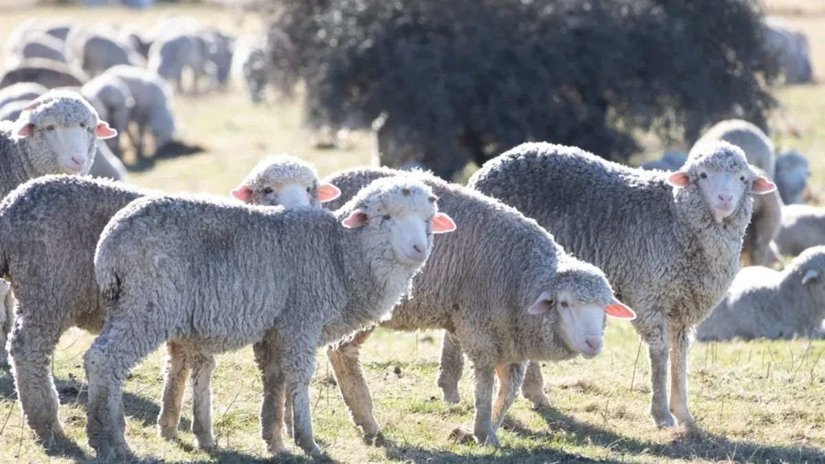 Masovna otpuštanja na pomolu, a stigli novi "radnici" - 100 ovaca dobilo posao