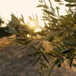 Mediteranu stigla konkurencija - zemlja kiše i magle uzgaja masline