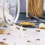 Mravi beže iz kuće kao opareni! Ovo košta 20 dinara, a spasiće vas napasti