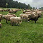 Nema novih slučajeva, ali kontrole traju - šta stočari moraju da znaju o opasnom virusu