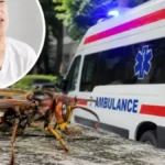 "Nisam verovala da ću preživeti": Žena opisala jezive trenutke posle uboda stršljena: Za nekoliko sekundi ostala sam bez vazduha