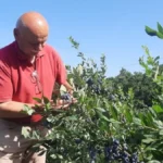 Srbin mlati pare na zasadu, rodilo je kao nikad pre: Kilogram je 800 dinara i sve se brzo proda
