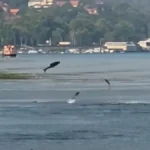 Šta se dešava na Dunavu? Ribe same iskaču iz vode, čudna scena kod Smederevske tvrđave