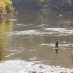 Stravičan prizor na Moravi, narod u panici! Okupile se zveri na obali reke (VIDEO)