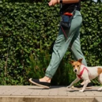 Suze idu od smeha: Gazdarica i pas napravili spektakl na ulici, kuče šašavo, a ono što je ona uradila još luđe