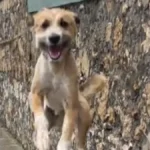 Ugledao najdražu osobu, pa odlepio od sreće: Pogledajte ga samo - ovo je čista radost