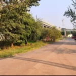 Većina ga smatra običnim korovom, a naši stari su ga čuvali kao lek: Raste širom Srbije