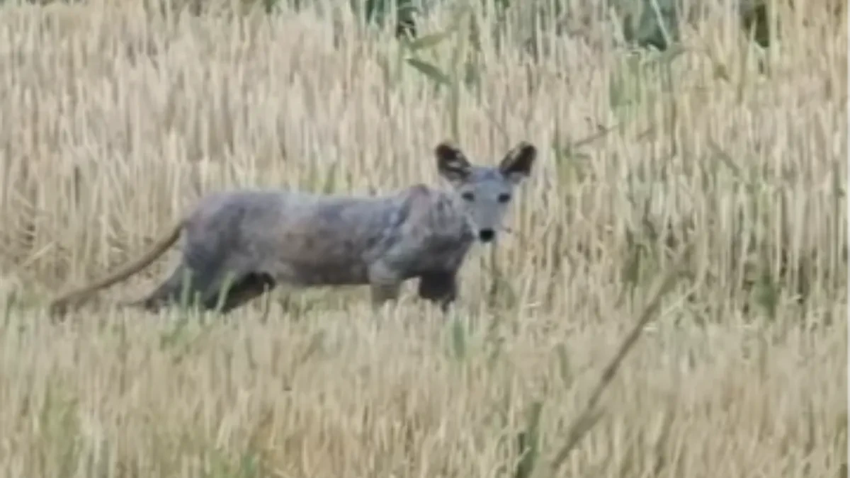 Vozač zastao kada je ugledao šta luta pored puta! Snimak iz Mačve zapalio mreže: