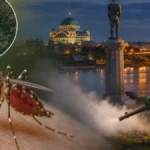 Alarm u Beogradu, detektovan opasan virus! Zaražena životinja locirana u ovom delu grada