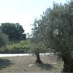 Da se čovek prekrsti i levom i desnom! Gledajte šta rađa u Srbiji - kao da smo na Mediteranu