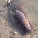 Jezivo otkriće, gledajte šta je Dunav izbacio u Srbiji! Nizak vodostaj ogolio ratni užas pod Petrovaradinom