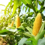 Kukuruz za 15 dana od rekordnog roda do borbe za svako zrno - šta je uradila temperatura od 40 stepeni