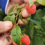 Malinarima stiže doplata: Evo ko će dobiti 450 dinara za kilogram!