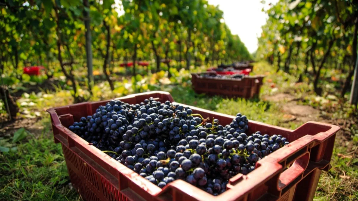 Manje grožđa, ali možda bolje vino - stručnjaci otkrivaju šta se dešava u vinogradima
