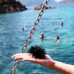 Najčešće ih ima u plićaku: Šta uraditi ukoliko stanete na morskog ježa