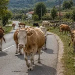 Napada i ljude: Pojavila se opasna bakterija na jugu Srbije, stoka hitno poslata u kafileriju!