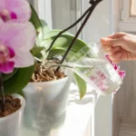 Nije vreme za kantu, jer se posle ovoga vraćaju u život: Ovaj rastvor je infuzija za orhideje, opet će procvetati