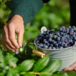 Organske borovnice - Da ili ne? Evo isplati li se davati pare na ovo voće puno vitamina