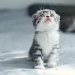 Ova maca je dobila ime po jednoj pevačici: Hit je na internetu, jer baš liče!