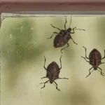 Smrdibube ponovo ulaze u kuće: Ovu smesu poprskajte oko prozora i vrata