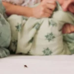 Smrdibube su opet krenule u napad! Neće ući u kuću kad stavite ovo kod prozora i vrata