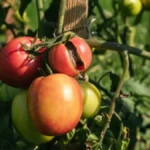 Sunce ga sprži za nekoliko dana: Ovako ćete zaštititi paradajz tokom najvećih vrućina
