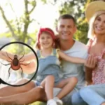 Zakačio vam se krpelj? Evo šta odmah treba da uradite, a šta nikako ne smete