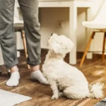 Zašto vas pas stalno prati po kući, pa čak i do kupatila? Odgovor će vas iznenaditi