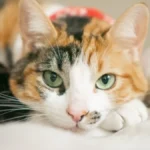 Ako primetite ovo na oku svog ljubimca - trk kod veterinara: Neće proći samo od sebe, pregled je neophodan