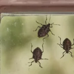 Beže od ovoga kao vampiri od gloga i belog luka: Smrdibube će iskulirati vašu kuću ako ovo 1 biljku stavite kod prozora