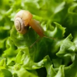 Beže od ovoh mirisa kao đavo od krsta, a nisu nikakve hemikalije: Puževi neće ni priviriti u vaše dvorište ako koristite ovaj rastvor