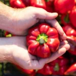 Cena paprike je od 150 dinara - počinje sezona ajvara i ljutenice