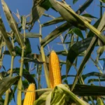 Evropi hitno treba kukuruz, Ukrajina ga ima, ali će milijarde zaraditi američki farmeri