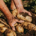 Evropi preti nestašica krompira - cena skočila sa 30 na 250 evra, šta čeka Srbiju