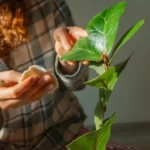 Fikus će sijati kao iz reklame: Naše bake su listove brisale ovim iz kuhinje, ali postoji jedna caka