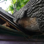 Horor na Košutnjaku: Drvo palo na grupu mladih dok su proslavljali rođendan, ekipe Hitne pomoći pojurile na mesto događaja