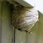Kako ukloniti osinjak? Svima ovo padne na pamet, ali evo zašto nije pametno