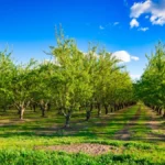 Klimatske promene menjaju voćnjake u Srbiji - jedno "egzotično" voće sve bolje uspeva zbog toplijih zima