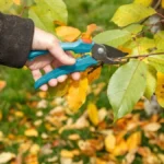 Koje biljke se orezuju na jesen, a koje nikako smete da dirate do proleća: Obratite pažnju na ovo, nemojte ništa raditi napamet