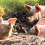 Koliko sada vrede stoka i prasad - telad 900, jagnjad do 500, a tovne svinje do 240 din/kg
