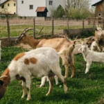 Koze postaju ozbiljan biznis