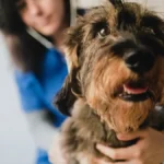 Kuca se isprepadala kod veterinara, ali je, srećom, dospela u prave ruke: Pogledajte nežnost koja je oduševila 12 hiljada ljudi