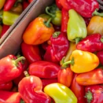 Kupili 49 kilograma paprika za ajvar, tek kad su stigli kući, shvatili su podvalu