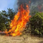 Lokalizovan požar posle 22 dana borbe: Uspešna akcija vatrogasaca na Suvoj planini