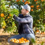 Manje roda, veća cena i milion evra za spas mandarina - hrvatski proizvođači zabrinuti